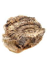 Image showing ammonites fossil isolated