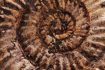 Image showing ammonites fossil background