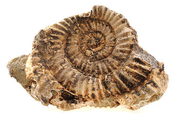 Image showing ammonites fossil isolated