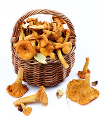 Image showing Raw Chanterelles Mushrooms