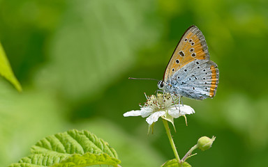 Image showing Common Blue (Polyommatus icarus) butterfly 