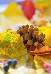 Image showing Yellow leaves and pine cone