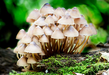 Image showing Group toadstools mushrooms on a tree stump