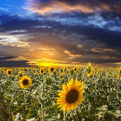 Image showing Field sunflowers on a background beautiful sunset