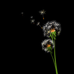 Image showing dandelions