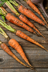 Image showing Fresh carrots with green stems