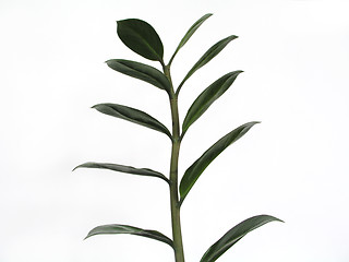 Image showing Green Plant