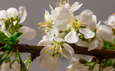 Image showing Abstract Cherry Blossom