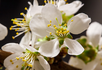 Image showing Abstract Cherry Blossom