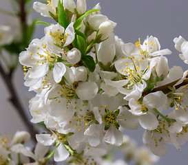 Image showing Abstract Cherry Blossom