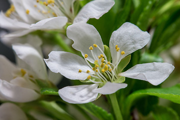 Image showing Abstract Cherry Blossom