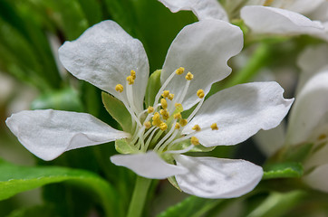 Image showing Abstract Cherry Blossom