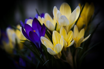 Image showing crocus