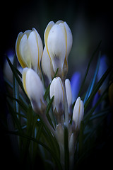 Image showing crocus