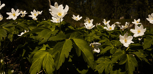 Image showing wood anemones