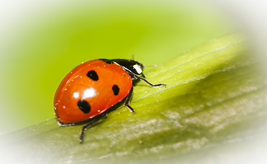 Image showing lady bird