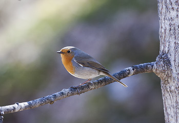 Image showing robin