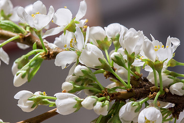 Image showing Abstract Cherry Blossom