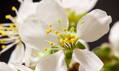 Image showing Abstract Cherry Blossom