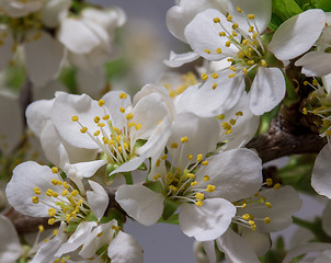 Image showing Abstract Cherry Blossom
