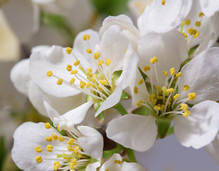 Image showing Abstract Cherry Blossom
