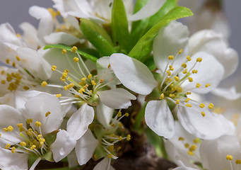 Image showing Abstract Cherry Blossom