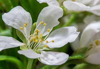 Image showing Abstract Cherry Blossom