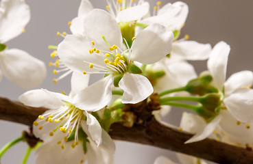 Image showing Abstract Cherry Blossom