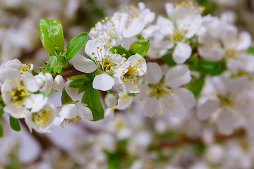 Image showing Abstract Cherry Blossom