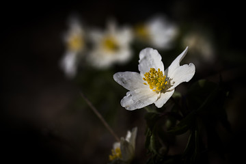 Image showing wood anemone