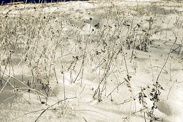 Image showing White Wintry Wonderland