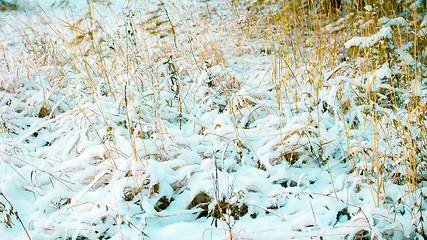 Image showing White Wintry Wonderland