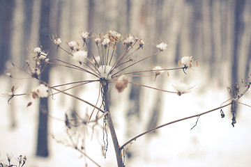 Image showing White Wintry Wonderland