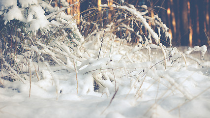 Image showing White Wintry Wonderland