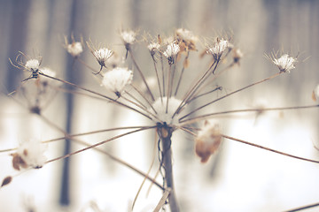 Image showing White Wintry Wonderland