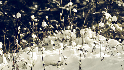 Image showing White Wintry Wonderland