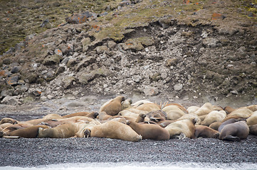 Image showing Walruses on the beach