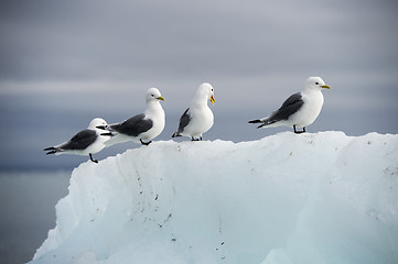 Image showing Seagulls on the iceberg