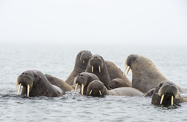 Image showing Walruses in the water