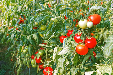 Image showing Ripe red tomato fruits in greenhouse