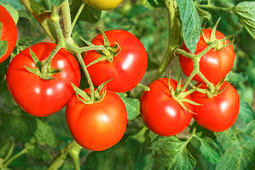 Image showing Big ripe red tomato fruits close-up