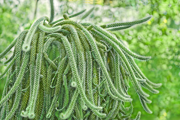 Image showing Rat Tail Cactus in pot outdoors