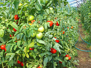 Image showing Many ripe red tomato fruits in film greenhouse