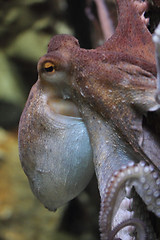 Image showing octopus   (Octopoda) 