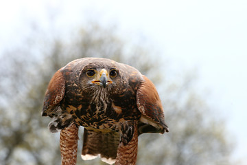 Image showing Buzzard  (Buteo)