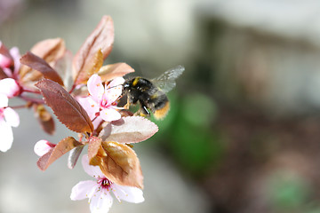 Image showing Pink flower 