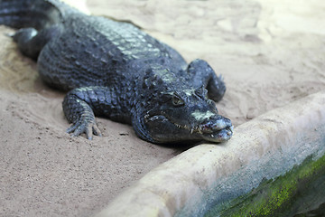 Image showing Crocodile  (Crocodilia) 