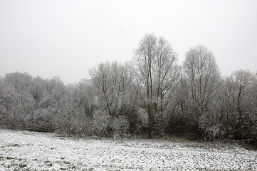 Image showing Snow on trees