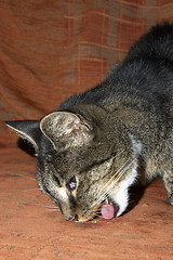 Image showing Cat eating