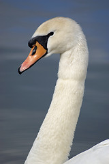 Image showing Swan